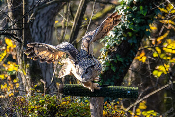 Siberian eagle owl, bubo bubo sibiricus. The biggest owl in the world