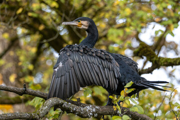 The great cormorant, Phalacrocorax carbo sitting on a branch