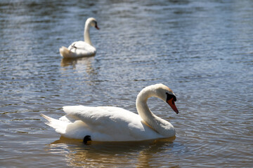 Close-Up of Swans on a Tranquil Lake Beauty and Harmony in Nature