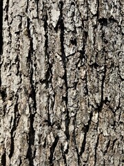 bark of a tree
