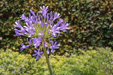 One beautiful purple flower of Agapanthus or African lily, in garden against grass and leaves on sunny summer day