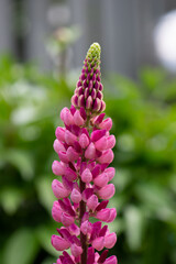 dark pink lupin