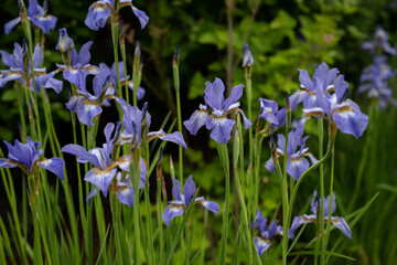 blue iris flowers in gadren