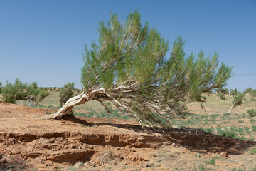 The saxaul tree, native to Central Asia, thrives in arid deserts. It stores water in its trunk and...