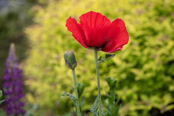 red poppy flowers