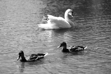 Serene White Swan on a Sunny Lake