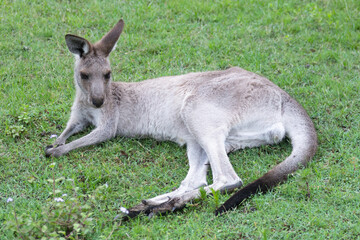 Australian kangaroo in its natural habitat. Wildlife photography capturing the iconic marsupial in green grassy fields in Australia. Symbol of Australian fauna and nature tourism.