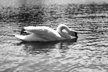 Majestic Swans Gliding on a Serene Lake