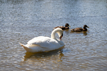 White Swan on a Peaceful Lake