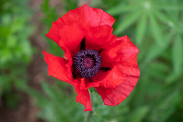 red poppy