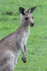 Australian kangaroo in its natural habitat. Wildlife photography capturing the iconic marsupial in...