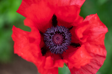 red poppy close-up