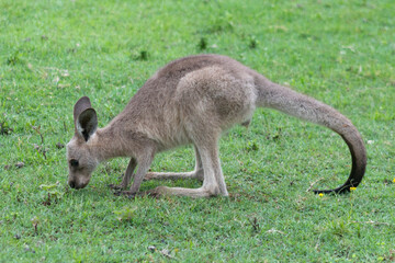 Australian kangaroo in its natural habitat. Wildlife photography capturing the iconic marsupial in green grassy fields in Australia. Symbol of Australian fauna and nature tourism.