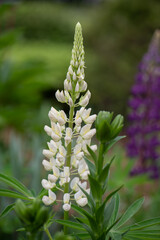 white lupin flower