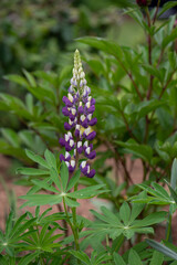 purple and white lupin flower