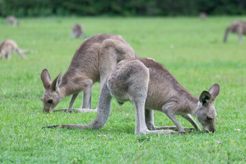 Australian kangaroos in its natural habitat. Wildlife photography capturing the iconic marsupial in green grassy fields in Australia. Symbol of Australian fauna and nature tourism. © Leandro Miguel