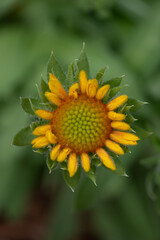 mini sunflower in the garden