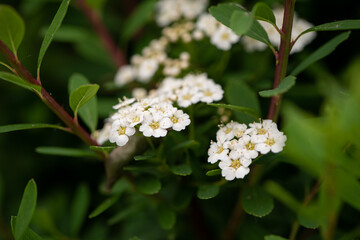 white flowers on a branch