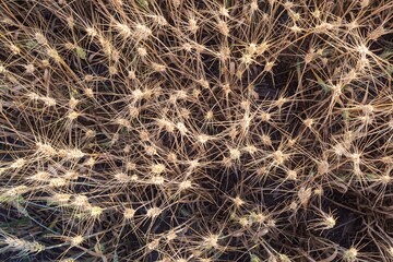 Mature wheat spikes close-up in sunlit field – agriculture and farming background