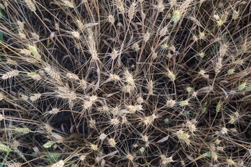 Mature wheat spikes close-up in sunlit field – agriculture and farming background