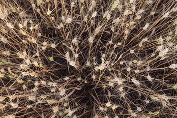 Mature wheat spikes close-up in sunlit field – agriculture and farming background