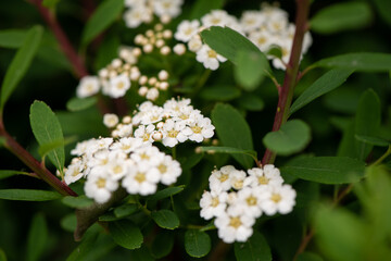 white flowers in the garden