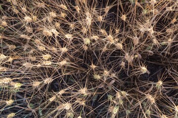 Mature wheat spikes close-up in sunlit field – agriculture and farming background