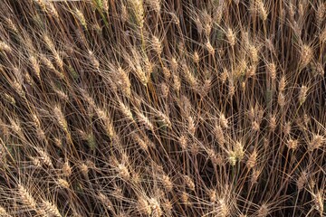 Mature wheat spikes close-up in sunlit field – agriculture and farming background