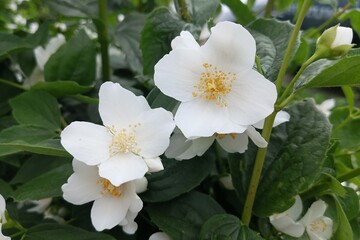 Jasmine flowers with white petals, natural beauty, blooming in a garden