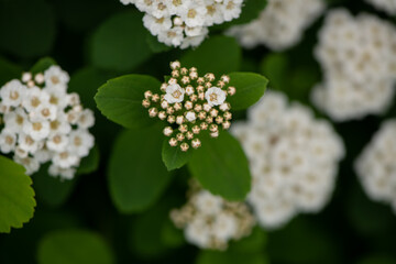 white flowers on a tree