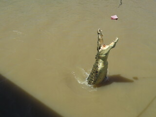 Hungry crocodile jumping for meat from river
