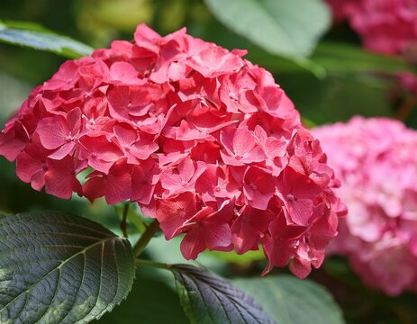 panicle hydrangea wim s red blooming in summer garden
