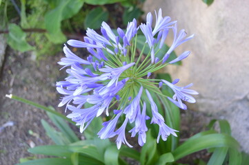 blue flowers in the garden