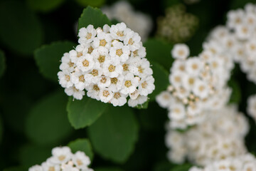 close up of white flowers