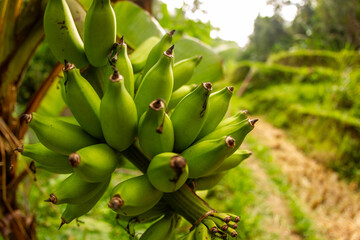 banana tree with banana