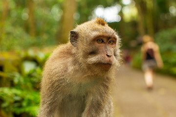 monkey in the forest