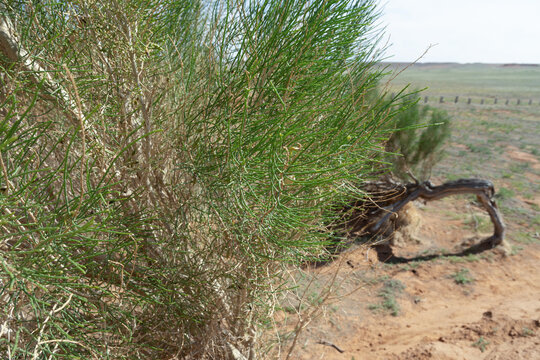 The saxaul tree, native to Central Asia, thrives in arid deserts. It stores water in its trunk and helps combat desertification with its deep roots.