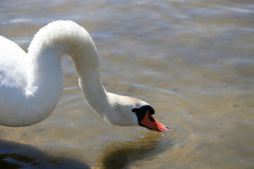 Majestic Swan Close Up Graceful Swan Elegant Close Up Portrait