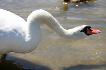 Majestic Swan Close Up Graceful Swan Elegant Close Up Portrait