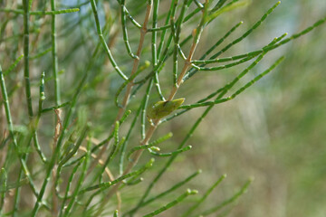 The saxaul tree, native to Central Asia, thrives in arid deserts. It stores water in its trunk and...
