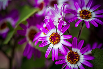 purple flowers in the garden