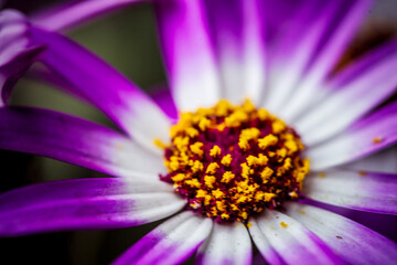 close up of a purple flower