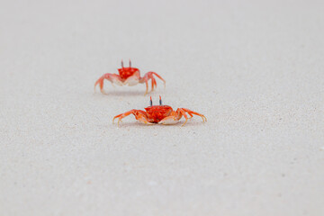 Bunch of Galapagos ghost crab running on sand Ocypode gaudichaudii in Galapagos Islands.