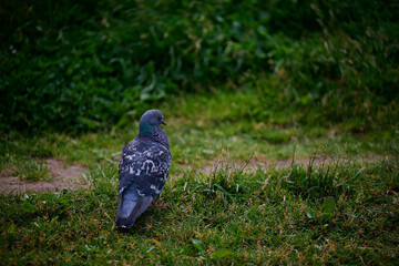 pigeon on the grass