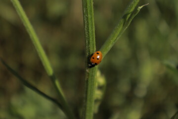 A detailed close-up of a vivid orange-red ladybug with black spots on green foliage, set against a softly blurred background for striking color contrast