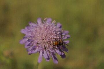 A macro close-up of Sicus ferrugineus walking across a pastel purple pincushion flower petal, with...