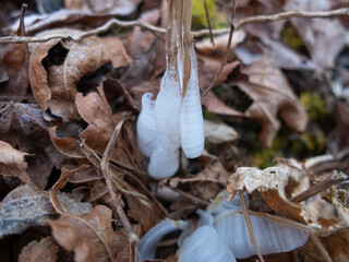 冬の山で草（シモバシラ）が作った瓶のような形の霜
<Bottle-shaped frost...