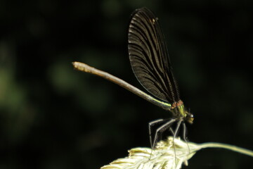 A macro close-up of a phosphorescent greenish-blue dragonfly body perched sideways on a grain...
