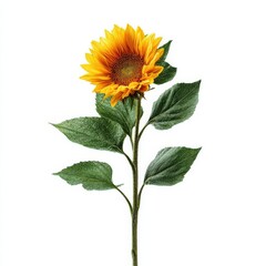A vibrant sunflower with lush green leaves and a sturdy stem, beautifully isolated against a clean white background, showcasing its intricate details and natural beauty.
