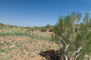 The saxaul tree, native to Central Asia, thrives in arid deserts. It stores water in its trunk and helps combat desertification with its deep roots.